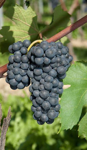 Bronner (grape variety)